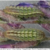 glauc alexis larva4 volg4